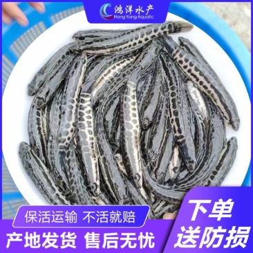 黑鱼苗乌鱼苗杂交黑鱼苗高产生鱼苗批发基地发货