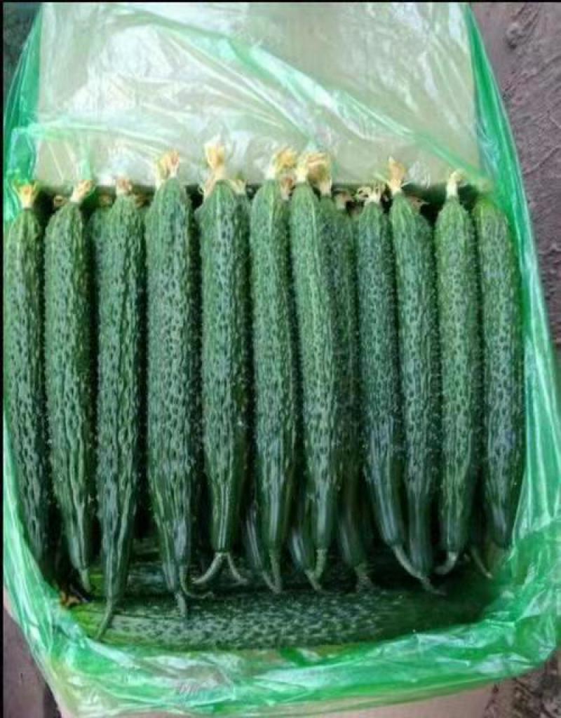 河南密刺黄瓜山东精品顶花油瓜货源充足产地直发量大质优