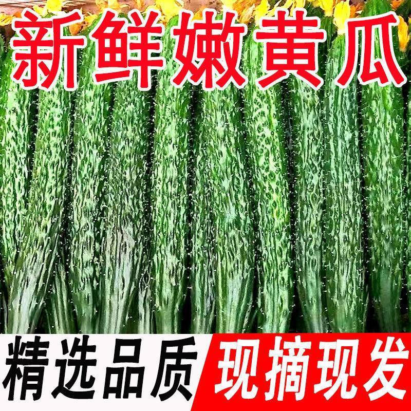 河南密刺黄瓜山东精品顶花油瓜货源充足产地直发量大质优