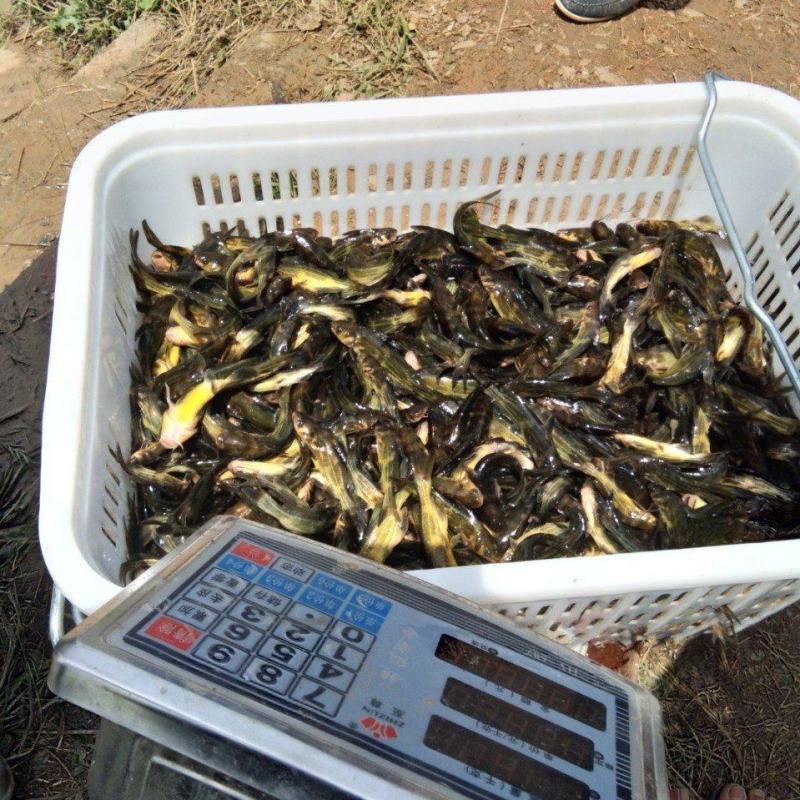 黄骨（黄颡）鱼规格苗“黄优一号”杂交苗