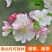 精品西府海棠，四年大苗当年开花
