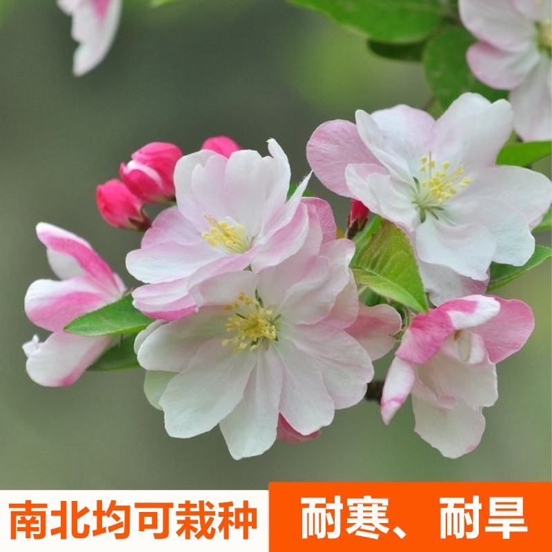 精品西府海棠，四年大苗当年开花