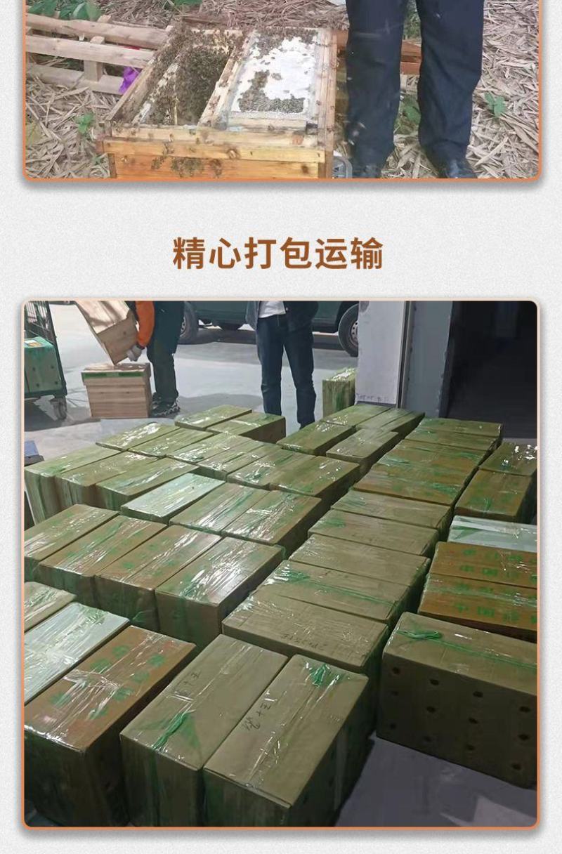 出售优质良种高产中蜂蜂群广西蜜蜂蜂群中华土蜂强群活体笼蜂