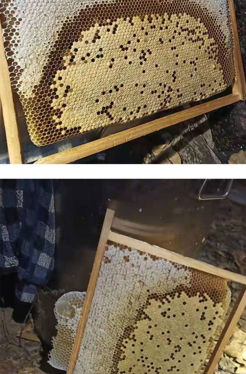 出售优质良种高产中蜂蜂群广西蜜蜂蜂群中华土蜂强群活体笼蜂
