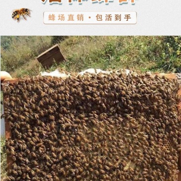 出售优质良种高产中蜂蜂群广西蜜蜂蜂群中华土蜂强群活体笼蜂