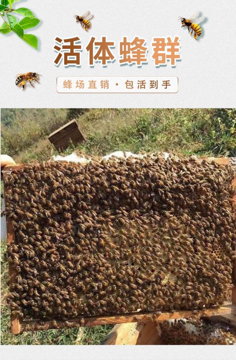 出售优质良种高产中蜂蜂群广西蜜蜂蜂群中华土蜂强群活体笼蜂