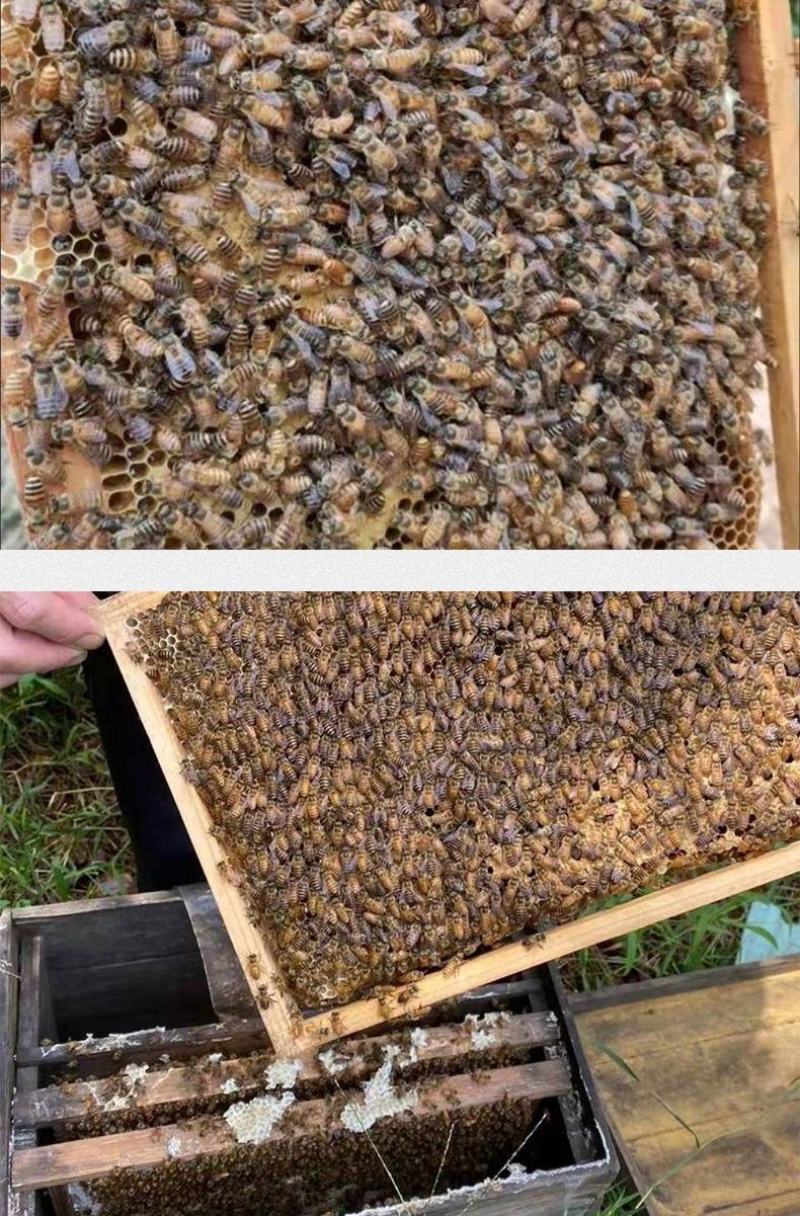 出售优质良种高产中蜂蜂群广西蜜蜂蜂群中华土蜂强群活体笼蜂