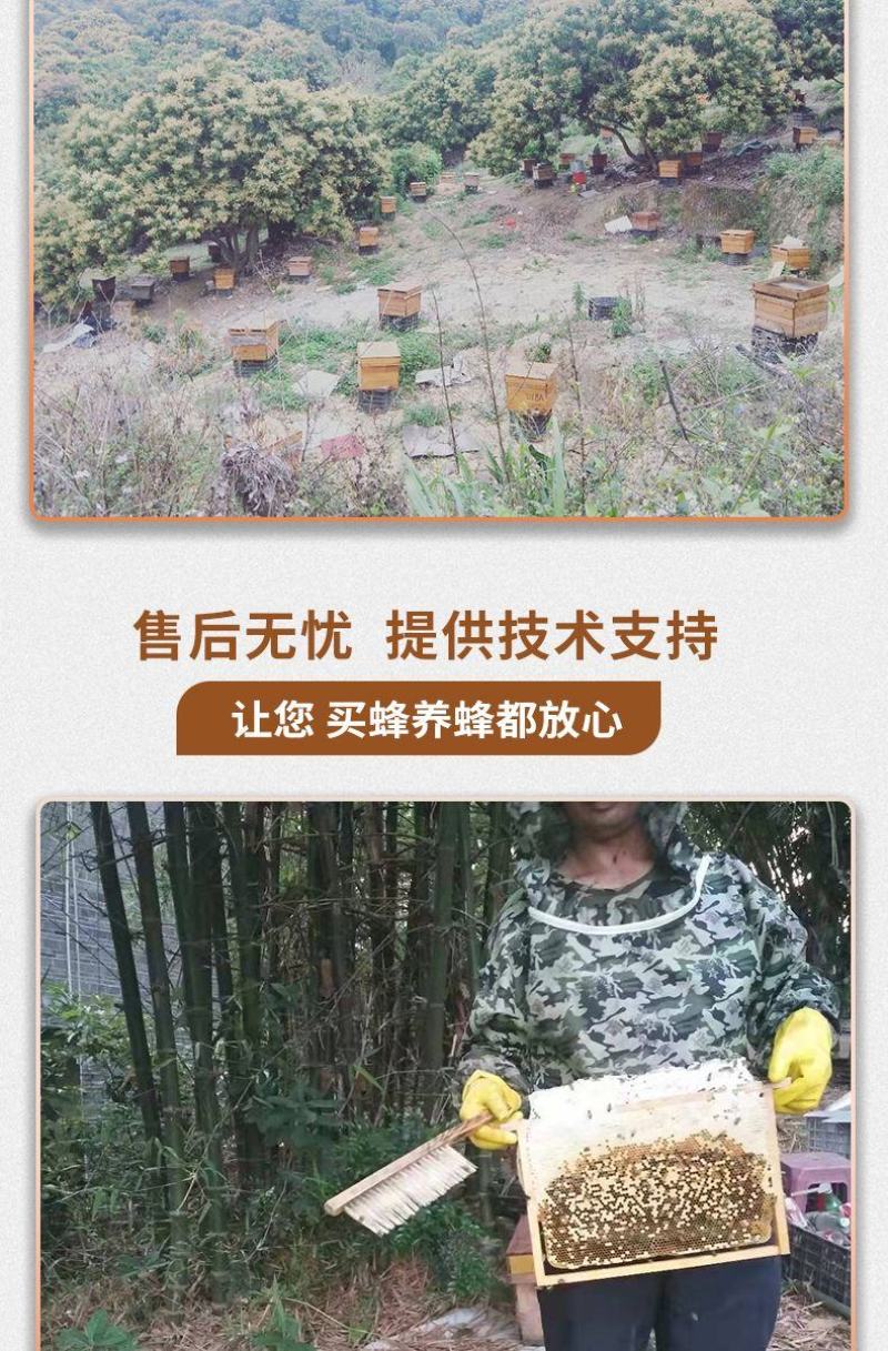 出售优质良种高产中蜂蜂群广西蜜蜂蜂群中华土蜂强群活体笼蜂