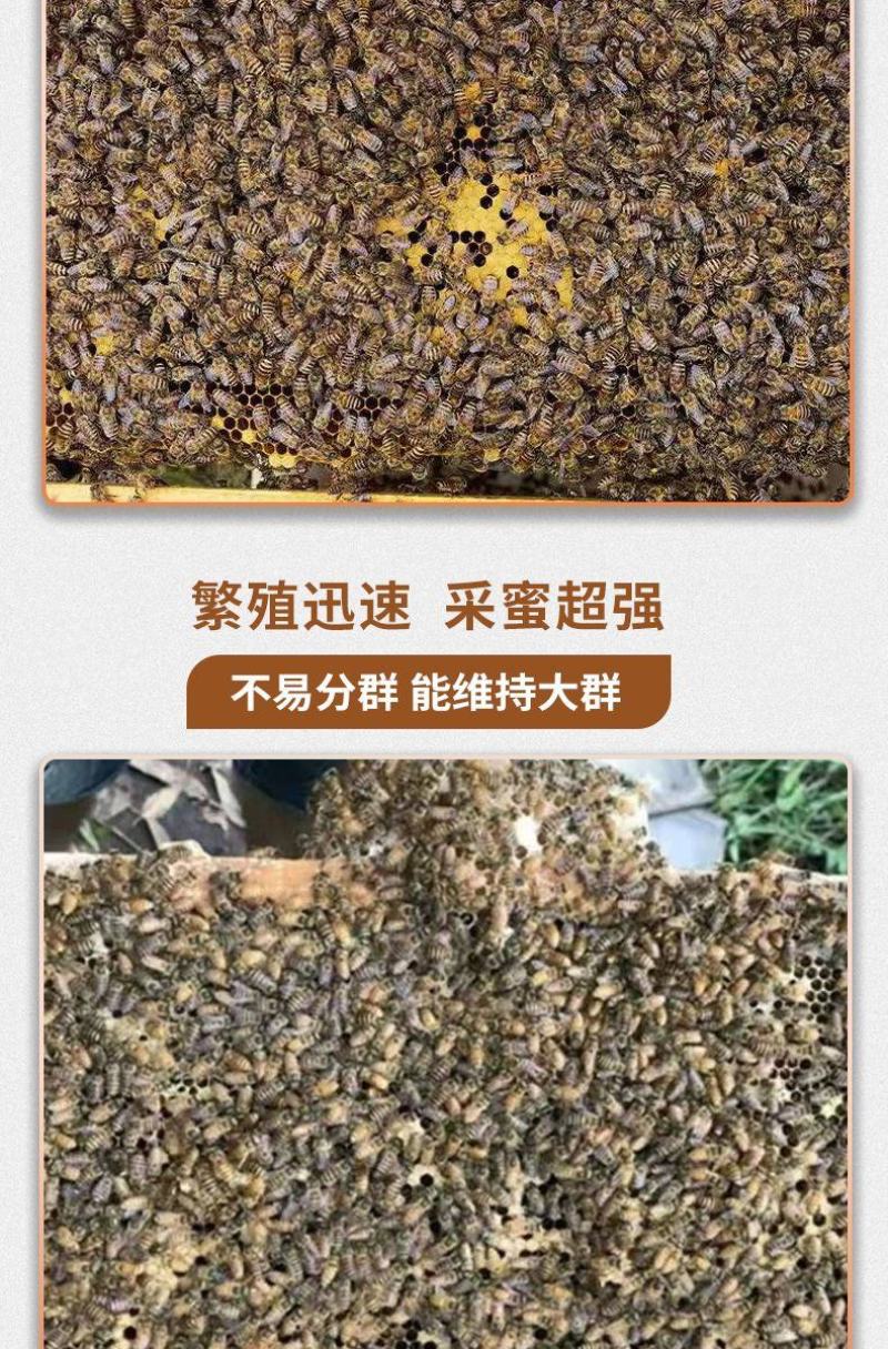出售优质良种高产中蜂蜂群广西蜜蜂蜂群中华土蜂强群活体笼蜂