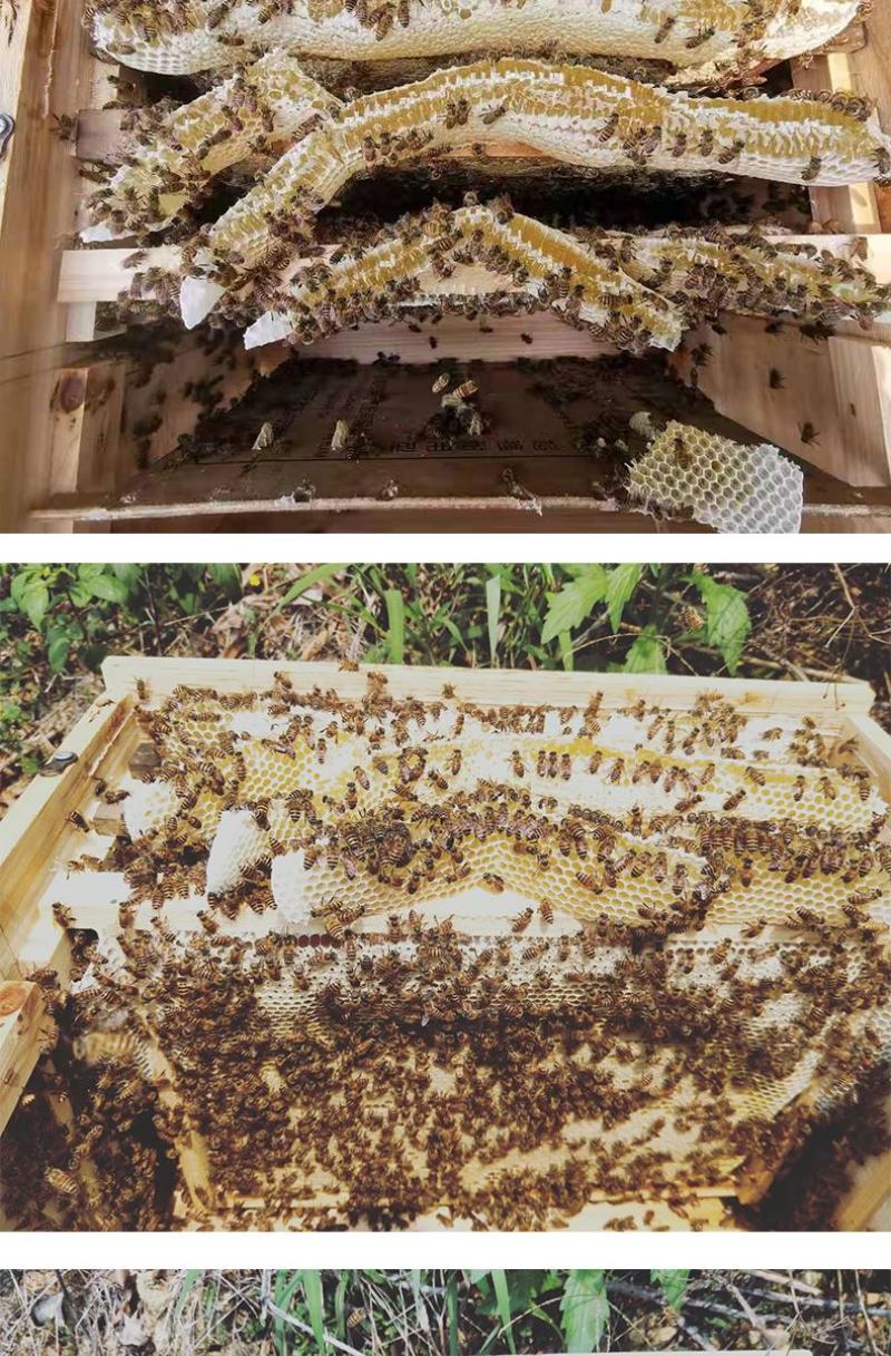 出售优质良种高产中蜂蜂群广西蜜蜂蜂群中华土蜂强群活体笼蜂