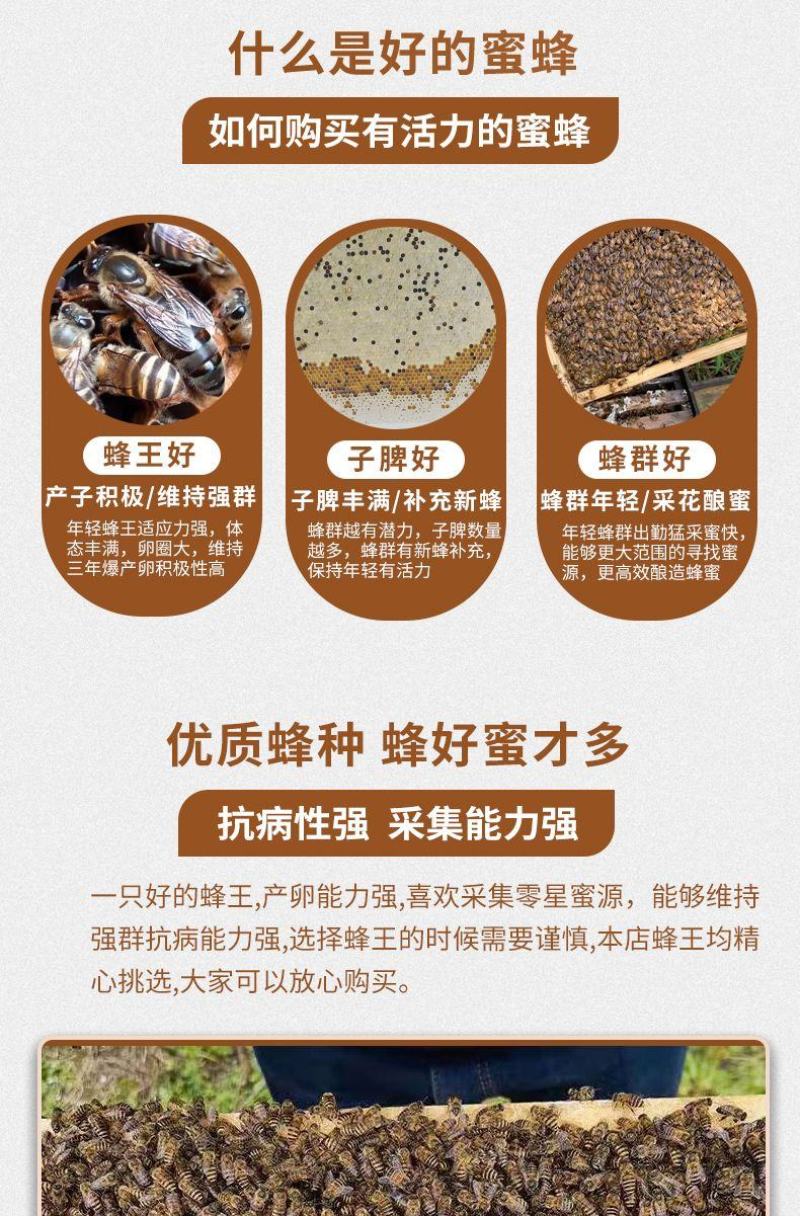出售优质良种高产中蜂蜂群广西蜜蜂蜂群中华土蜂强群活体笼蜂