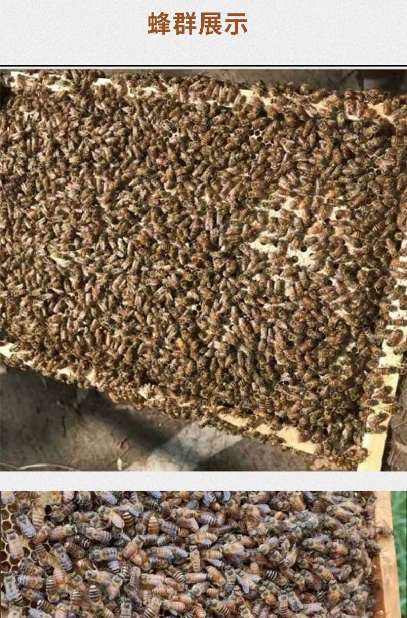 出售优质良种高产中蜂蜂群广西蜜蜂蜂群中华土蜂强群活体笼蜂