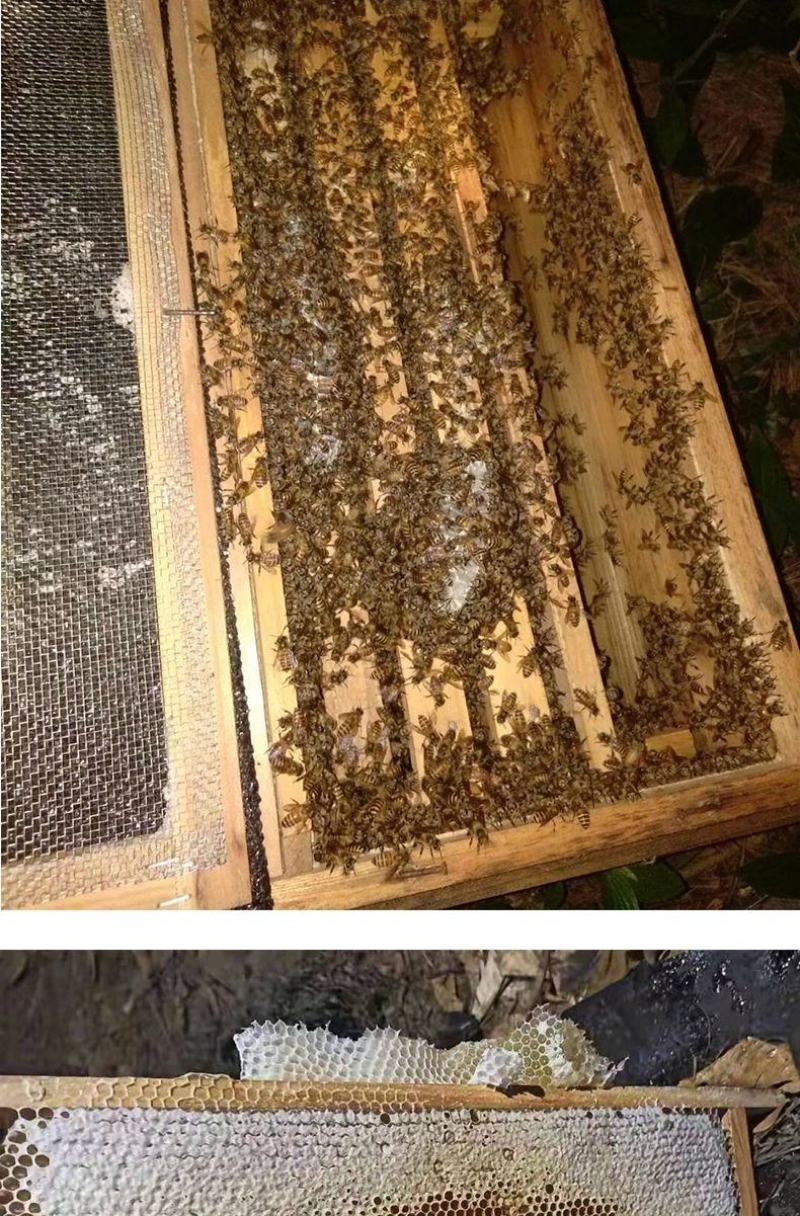出售优质良种高产中蜂蜂群广西蜜蜂蜂群中华土蜂强群活体笼蜂