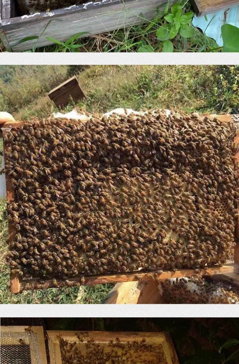 出售优质良种高产中蜂蜂群广西蜜蜂蜂群中华土蜂强群活体笼蜂