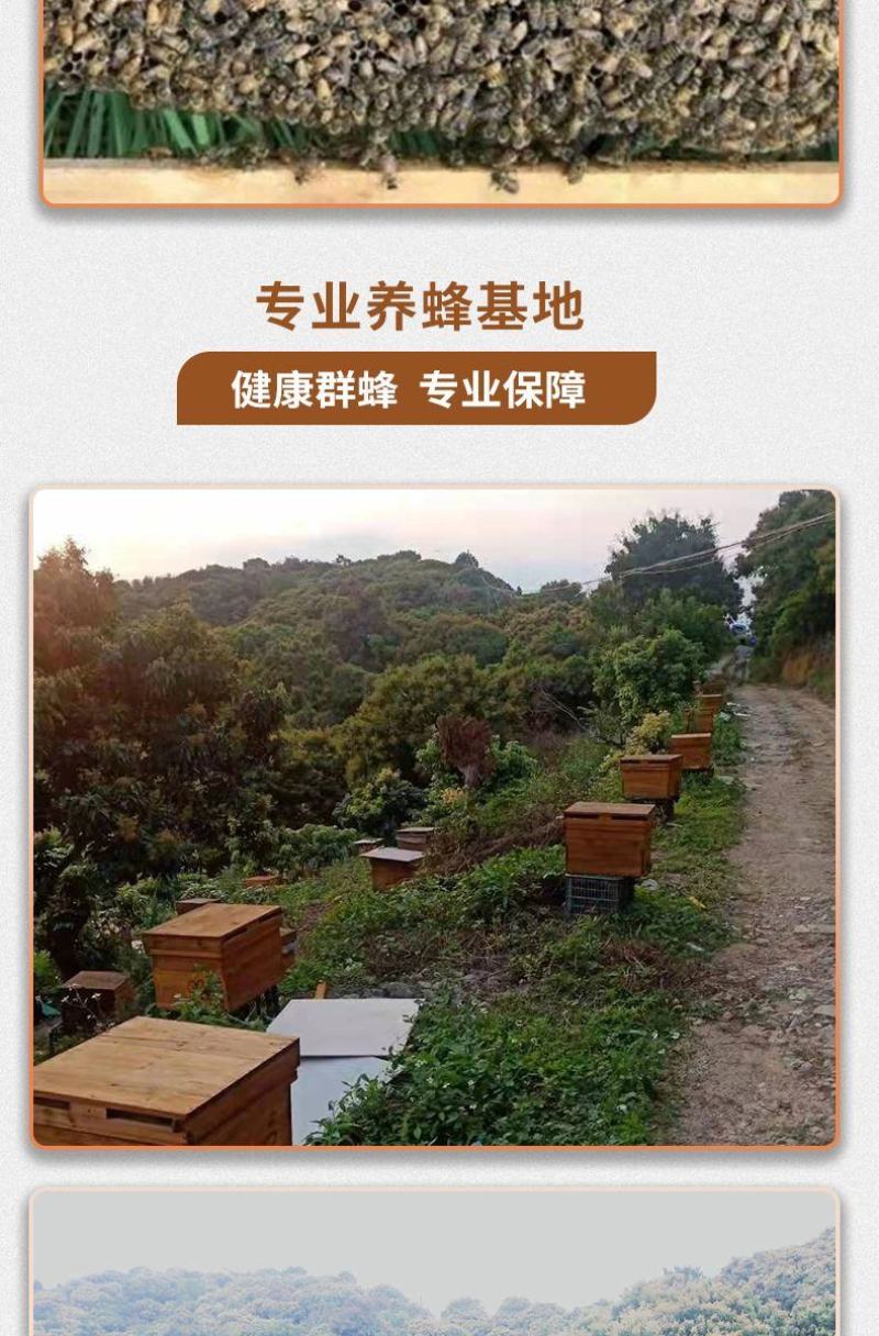 出售优质良种高产中蜂蜂群广西蜜蜂蜂群中华土蜂强群活体笼蜂