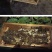 出售优质良种高产中蜂蜂群广西蜜蜂蜂群中华土蜂强群活体笼蜂
