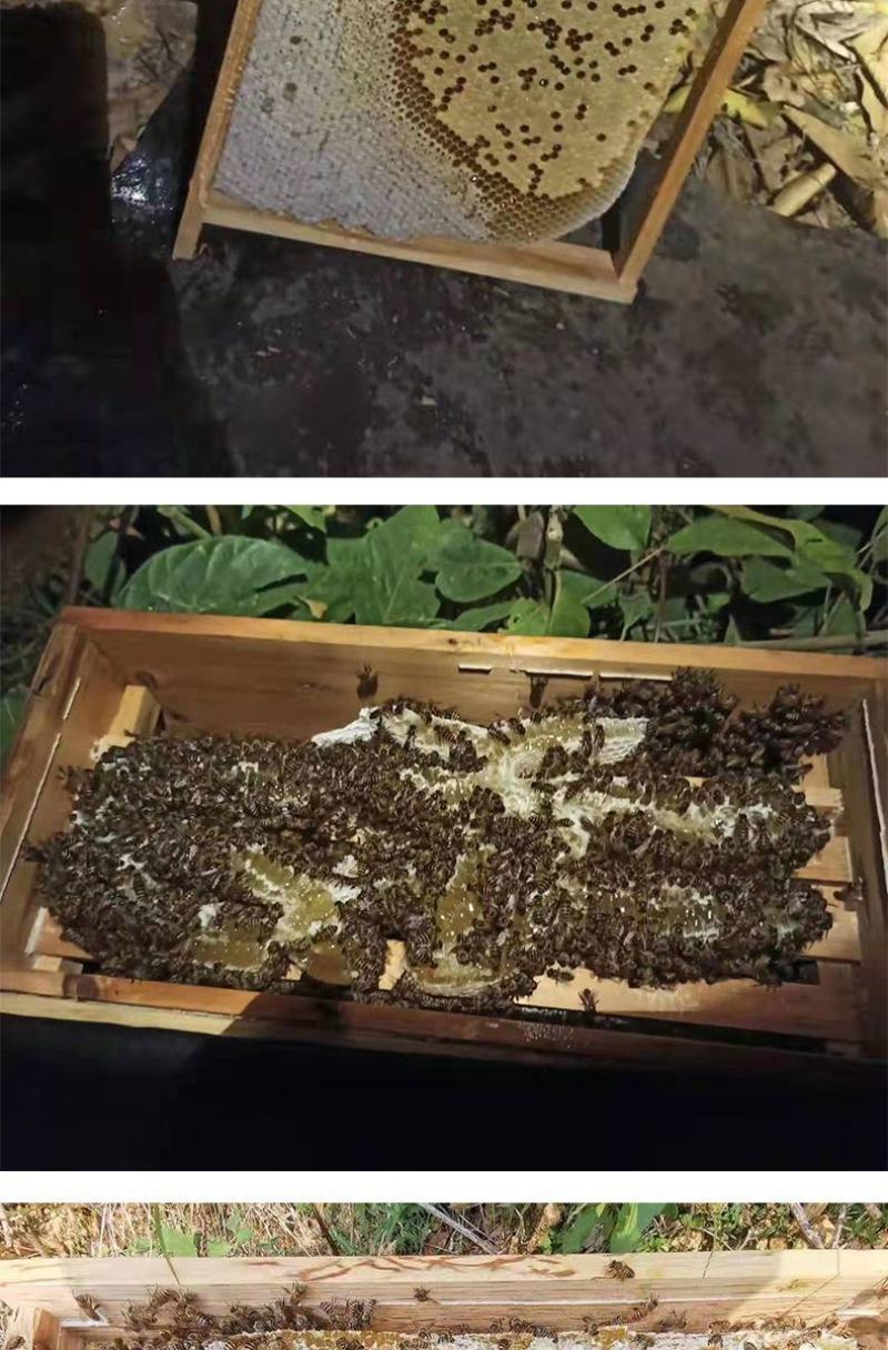 出售优质良种高产中蜂蜂群广西蜜蜂蜂群中华土蜂强群活体笼蜂