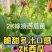 包邮直根嫁接西瓜苗美都甜王2K4K西瓜苗技术指导预订优惠