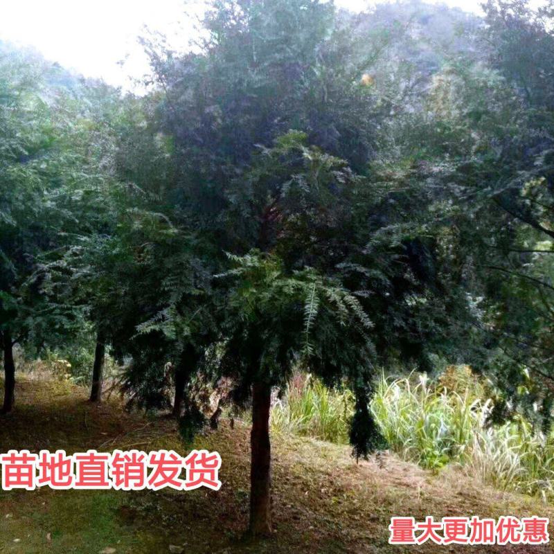 红豆杉红豆杉树红豆杉树苗南方红豆杉苗1-20公分