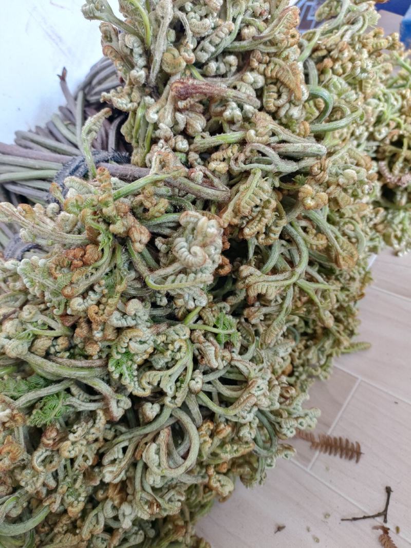 贵州蕨菜，特色菜，一手货源，欢迎老板订购