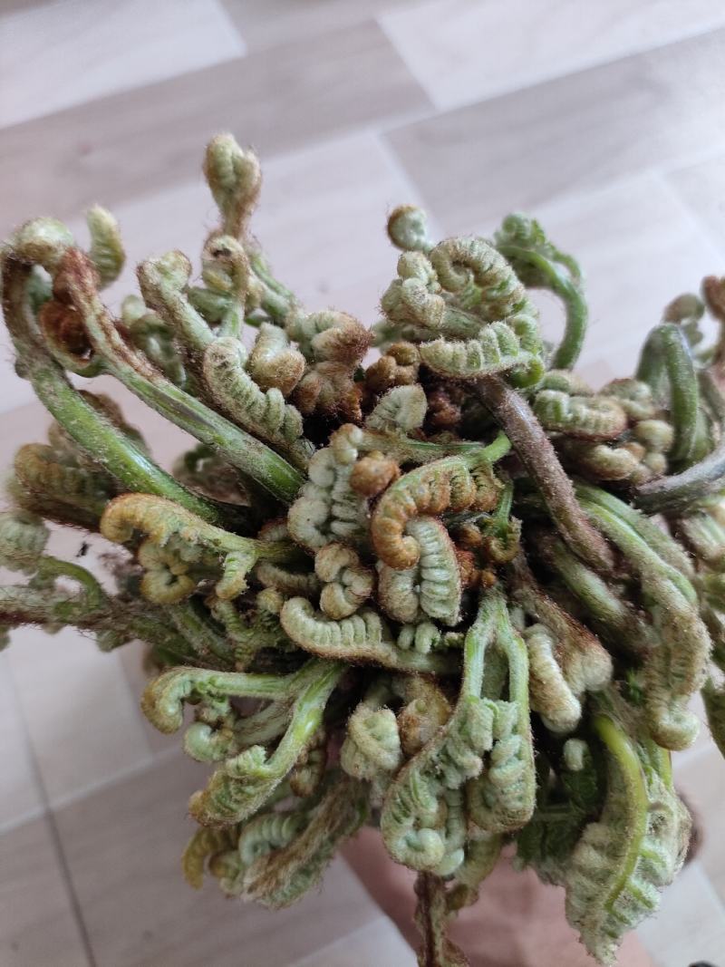 贵州蕨菜，特色菜，一手货源，欢迎老板订购