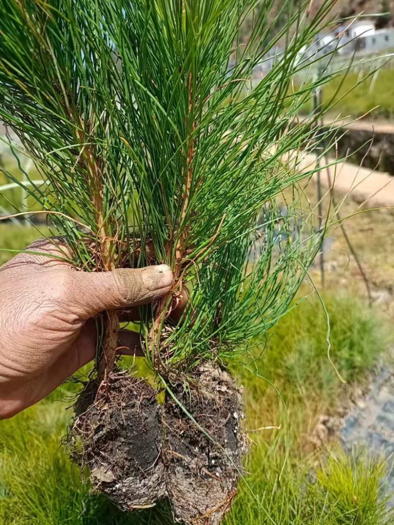 华山松苗，华山松基质土苗，华山松袋苗，华山松营养袋苗