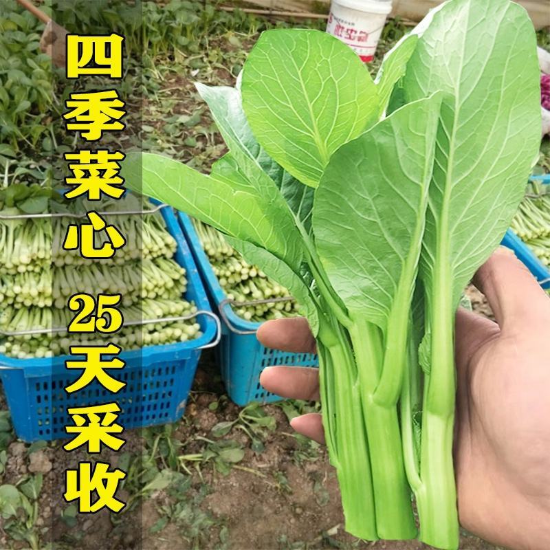 澳洲油青甜脆菜心杂交种子绿菜心种孑纤维少抗病菜心种