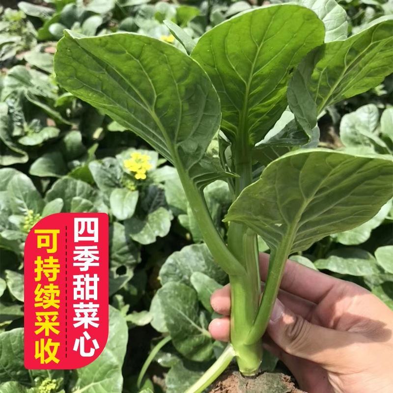 澳洲油青甜脆菜心杂交种子绿菜心种孑纤维少抗病菜心种