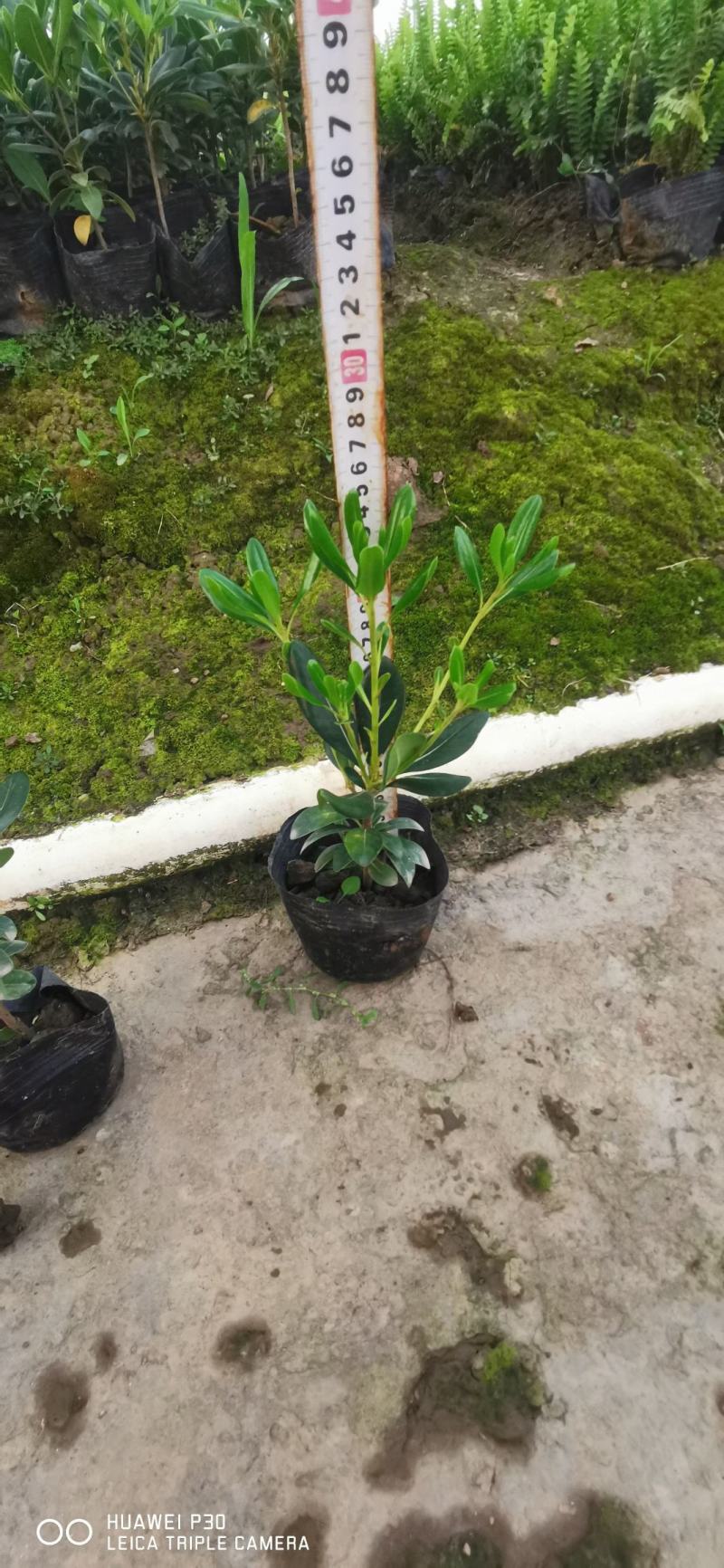 供应海桐球七里香球绿化苗木常绿灌木海桐小苗基地直销