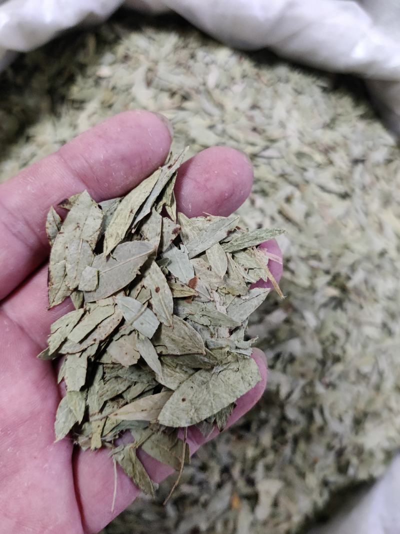 番泻叶泄叶统货选货规格齐全草药中药材