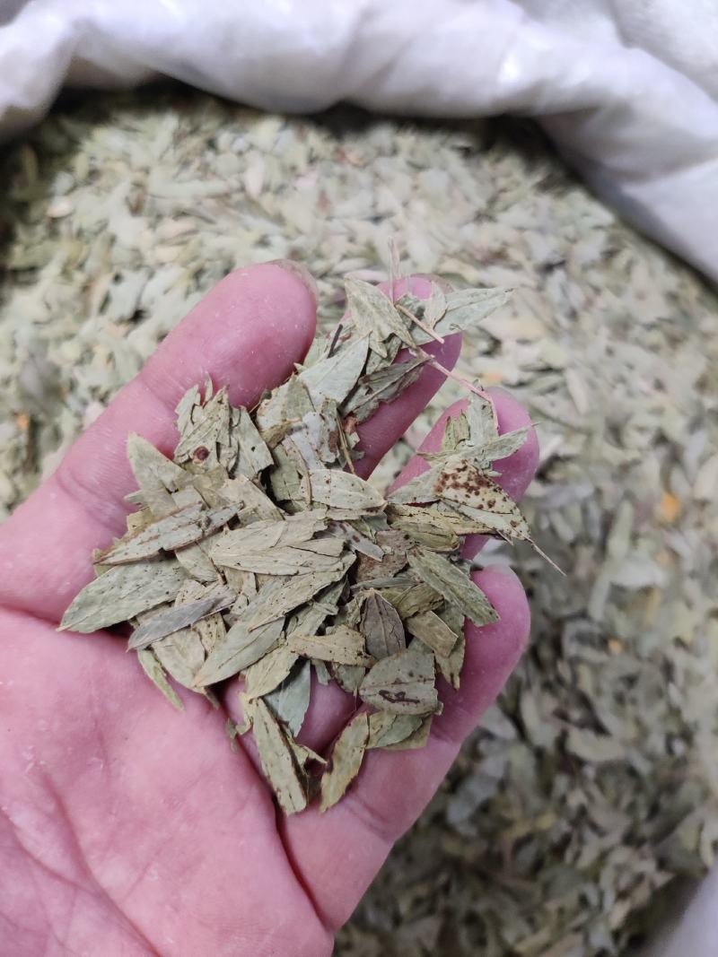 番泻叶泄叶统货选货规格齐全草药中药材