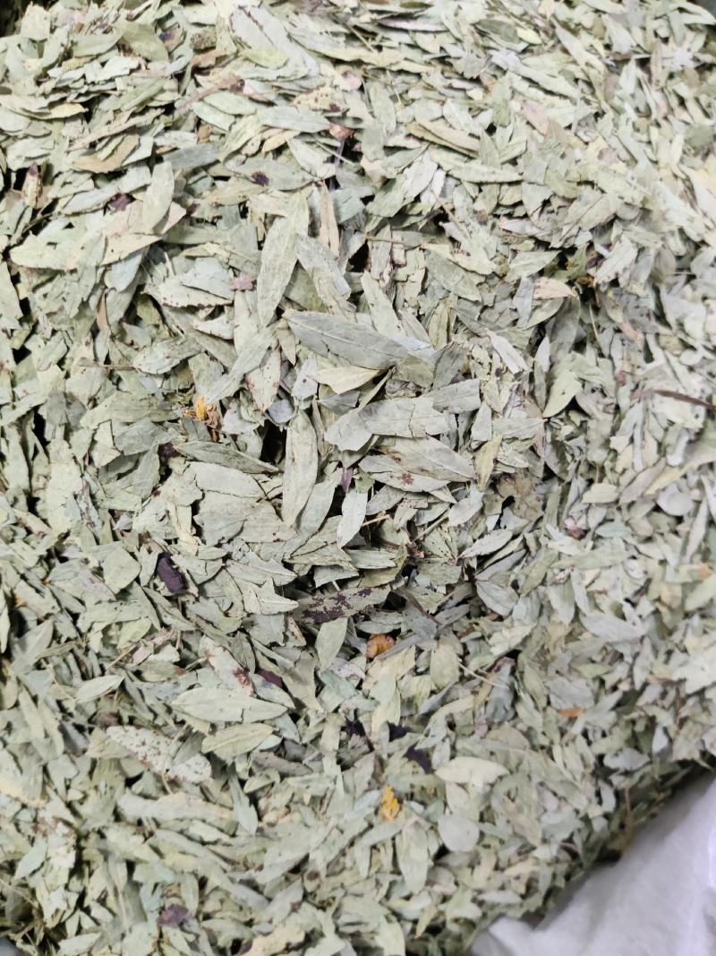 番泻叶泄叶统货选货规格齐全草药中药材