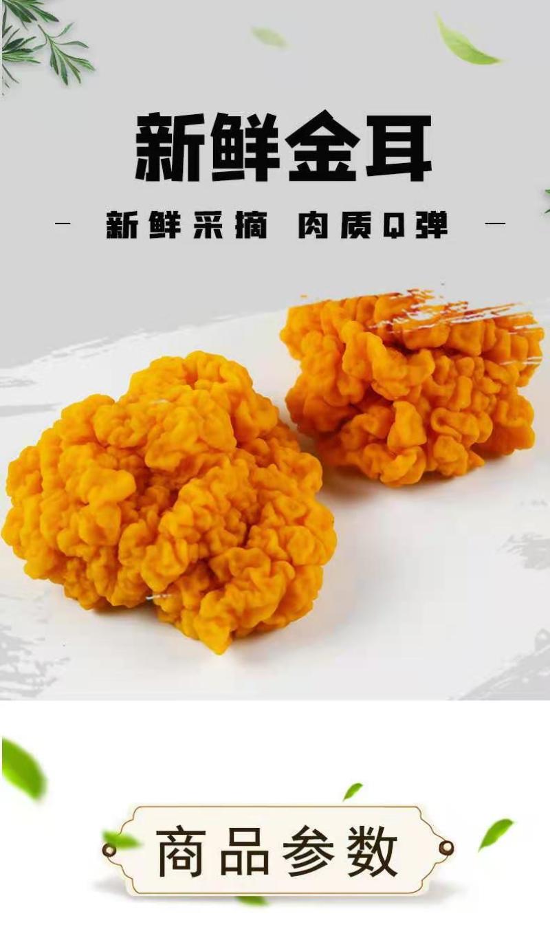 顺丰包邮【新鲜金耳】黄金耳，现摘现发，顺丰德邦随机发