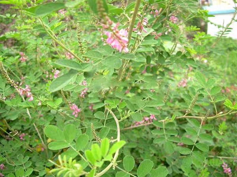 多花木兰种子护坡灌木种子蜜源植物五倍子树种子绿化种子