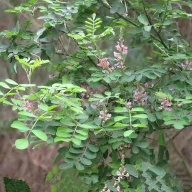 多花木兰种子护坡灌木种子蜜源植物五倍子树种子绿化种子