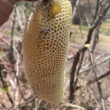 云南野生小挂蜜整个带巢带树枝包装发货500g包邮