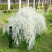 喷雪花盆栽冬季耐寒好养带花苞花卉室内外阳台庭院木本植物雪