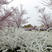 喷雪花盆栽冬季耐寒好养带花苞花卉室内外阳台庭院木本植物雪