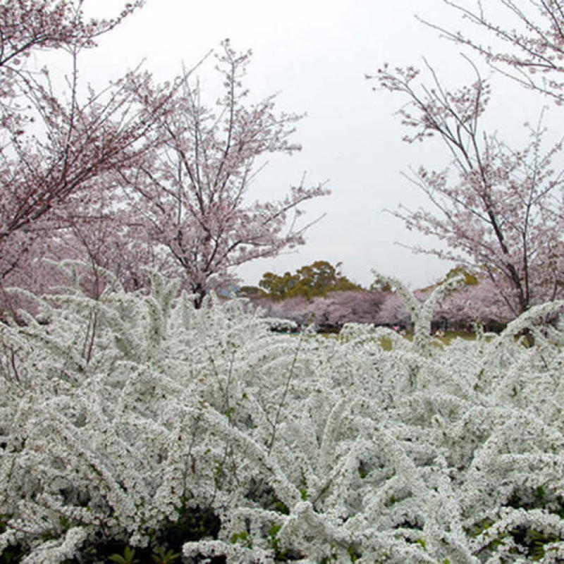喷雪花盆栽冬季耐寒好养带花苞花卉室内外阳台庭院木本植物雪