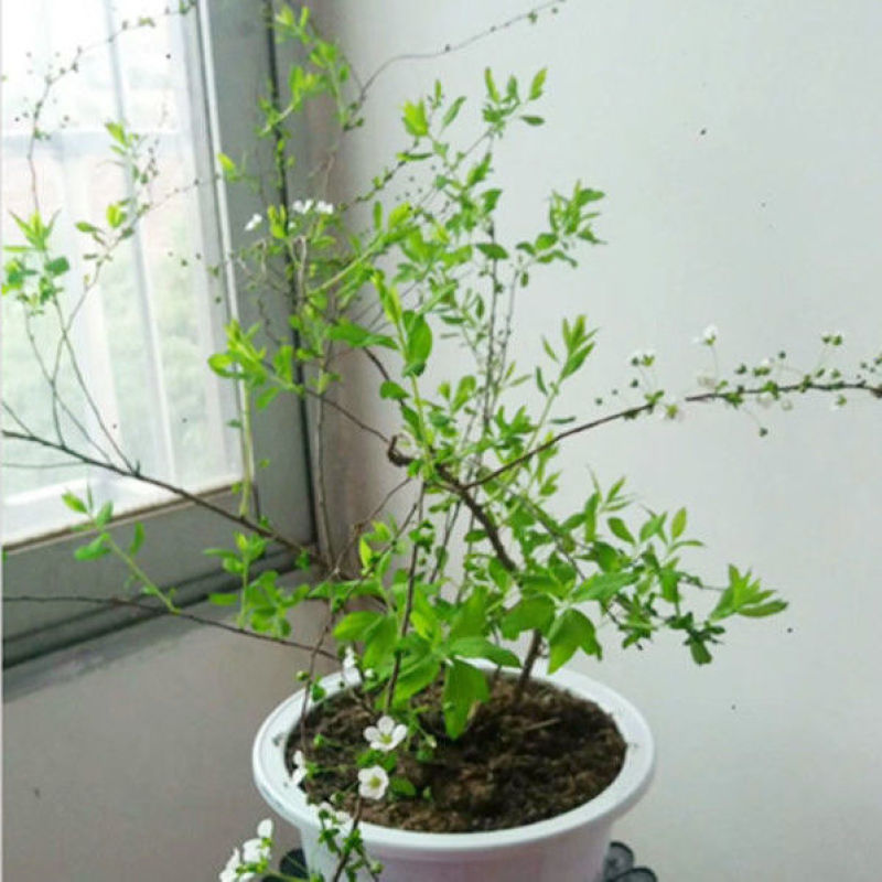 喷雪花盆栽冬季耐寒好养带花苞花卉室内外阳台庭院木本植物雪