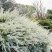 喷雪花盆栽冬季耐寒好养带花苞花卉室内外阳台庭院木本植物雪