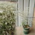 喷雪花盆栽冬季耐寒好养带花苞花卉室内外阳台庭院木本植物雪