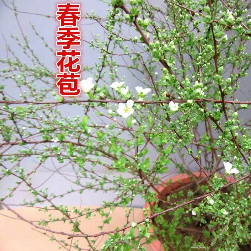 喷雪花盆栽冬季耐寒好养带花苞花卉室内外阳台庭院木本植物雪