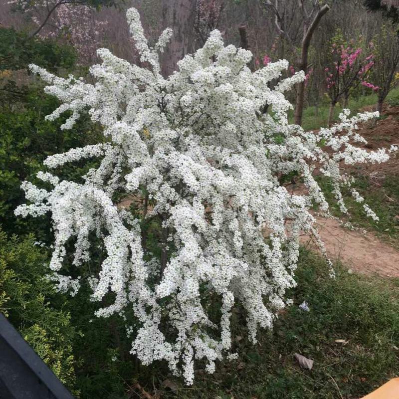 喷雪花盆栽冬季耐寒好养带花苞花卉室内外阳台庭院木本植物雪