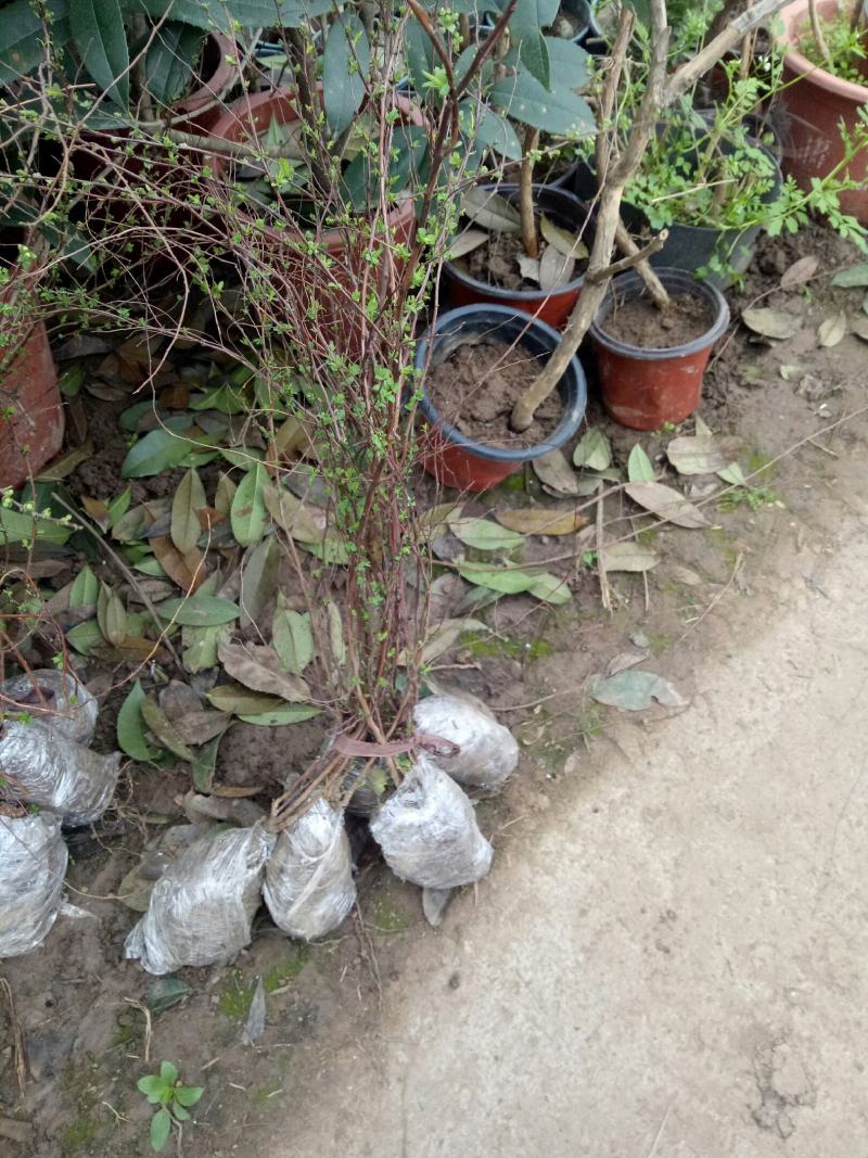 喷雪花盆栽冬季耐寒好养带花苞花卉室内外阳台庭院木本植物雪