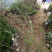 喷雪花盆栽冬季耐寒好养带花苞花卉室内外阳台庭院木本植物雪