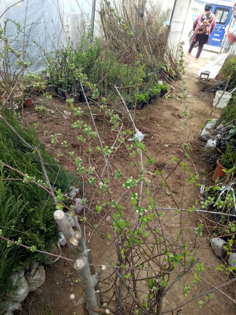 喷雪花盆栽冬季耐寒好养带花苞花卉室内外阳台庭院木本植物雪