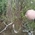 喷雪花盆栽冬季耐寒好养带花苞花卉室内外阳台庭院木本植物雪