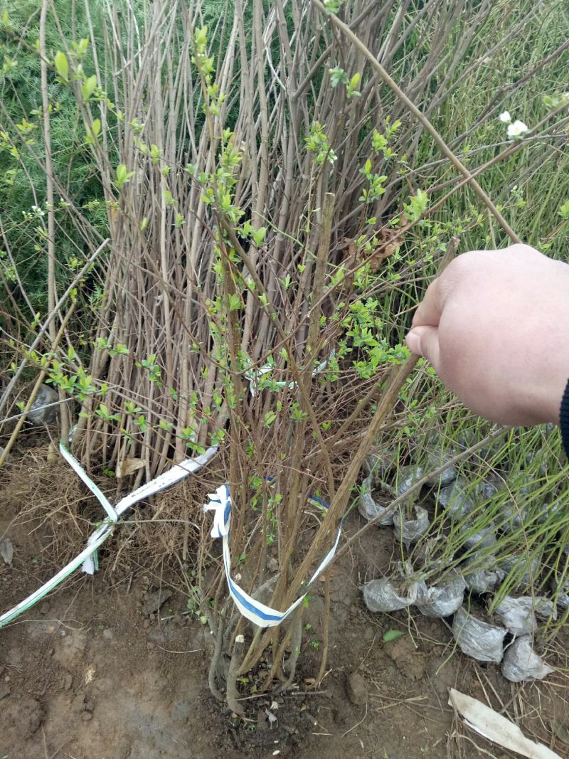 喷雪花盆栽冬季耐寒好养带花苞花卉室内外阳台庭院木本植物雪
