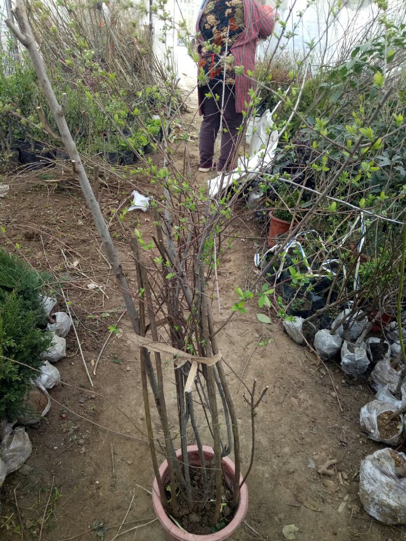 喷雪花盆栽冬季耐寒好养带花苞花卉室内外阳台庭院木本植物雪